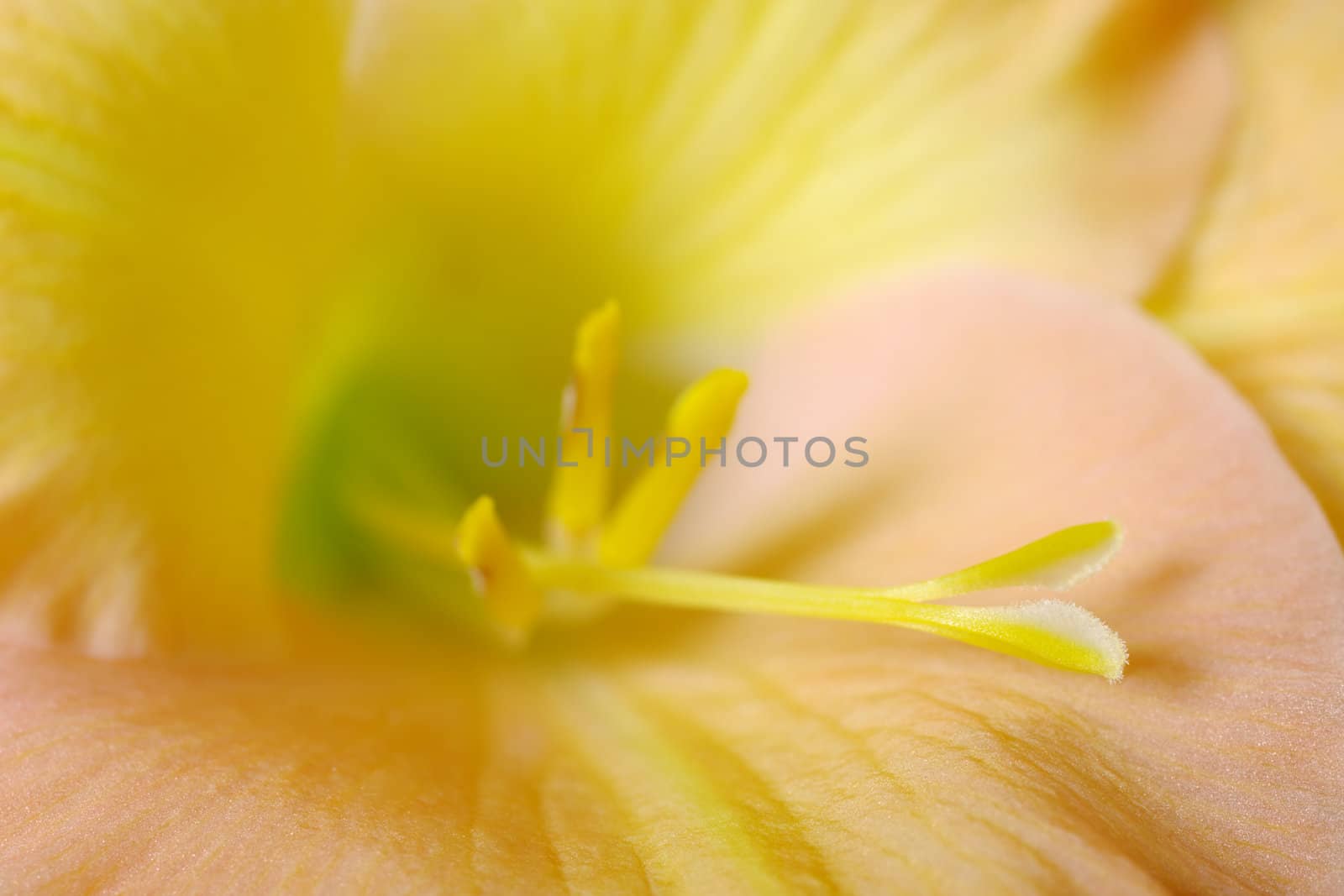 The macro of the stigma of a yellowish-pinkish colored gladiolus flower (lat. Gladiolus communis) (Very Shallow Depth of Field, Focus on the head of the stigma)