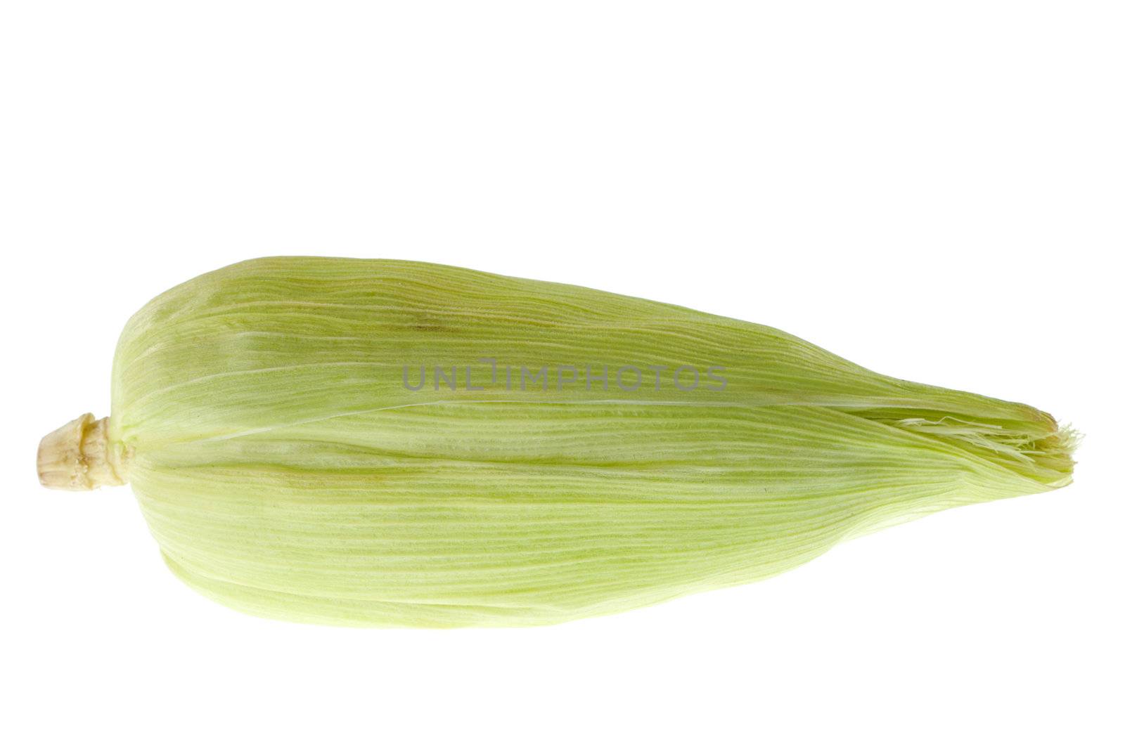 Corn Cob on White by ildi