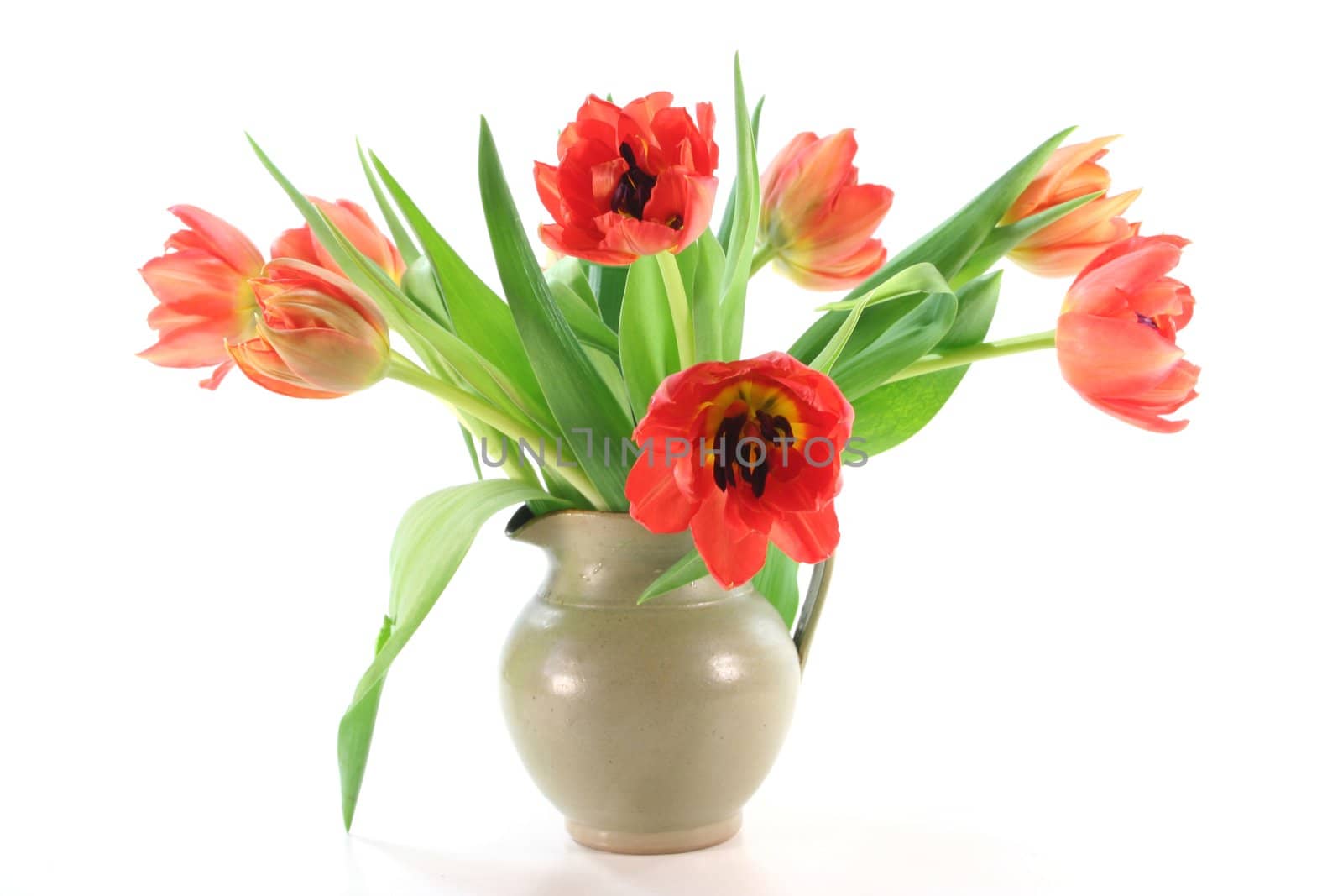 Tulips in a vase on a white background