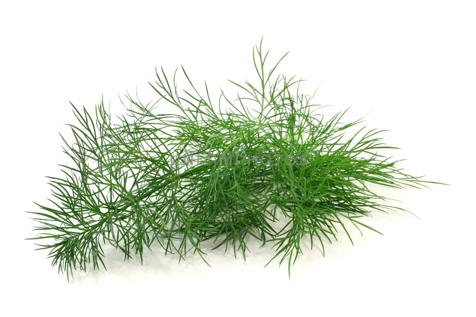 a branch of fresh green dill on a white background