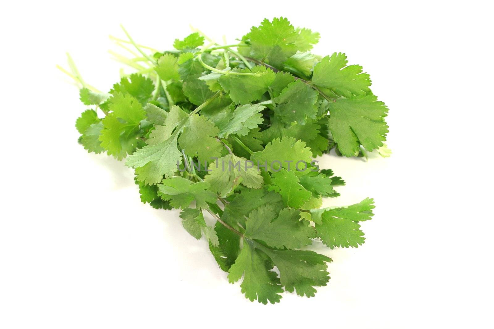 a bunch of fresh Coriander on a white background