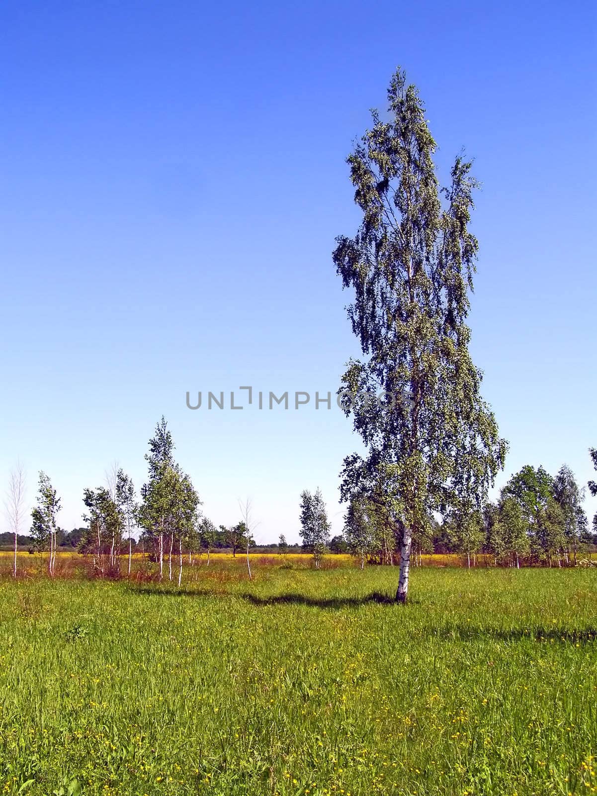birches on green summer field by basel101658