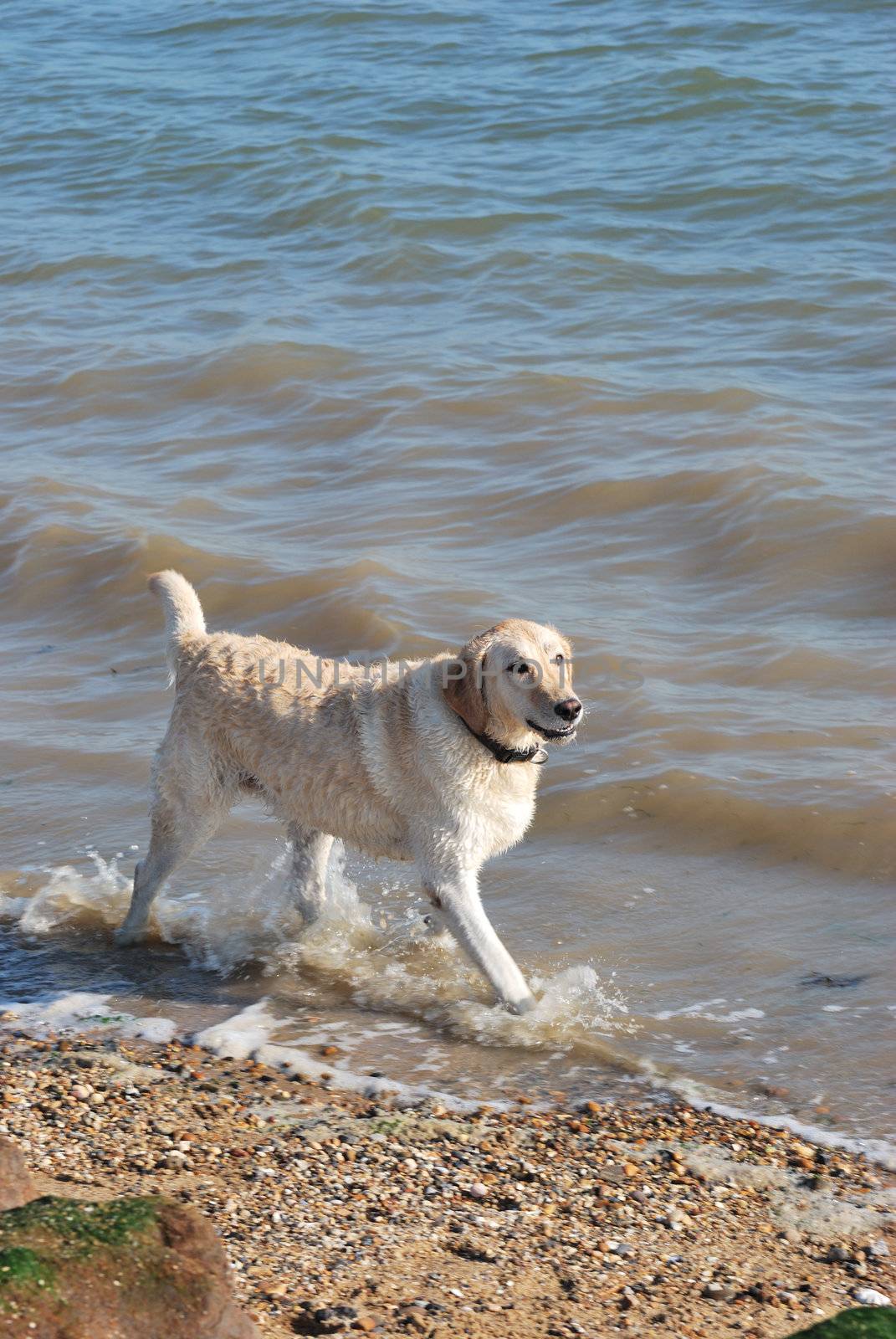 happy labrador splashing in sea 