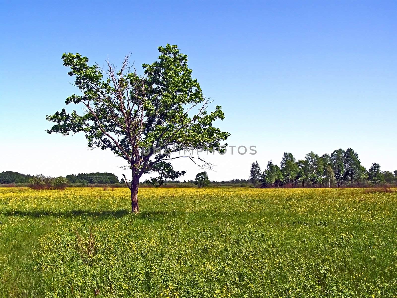 small oak on green field by basel101658