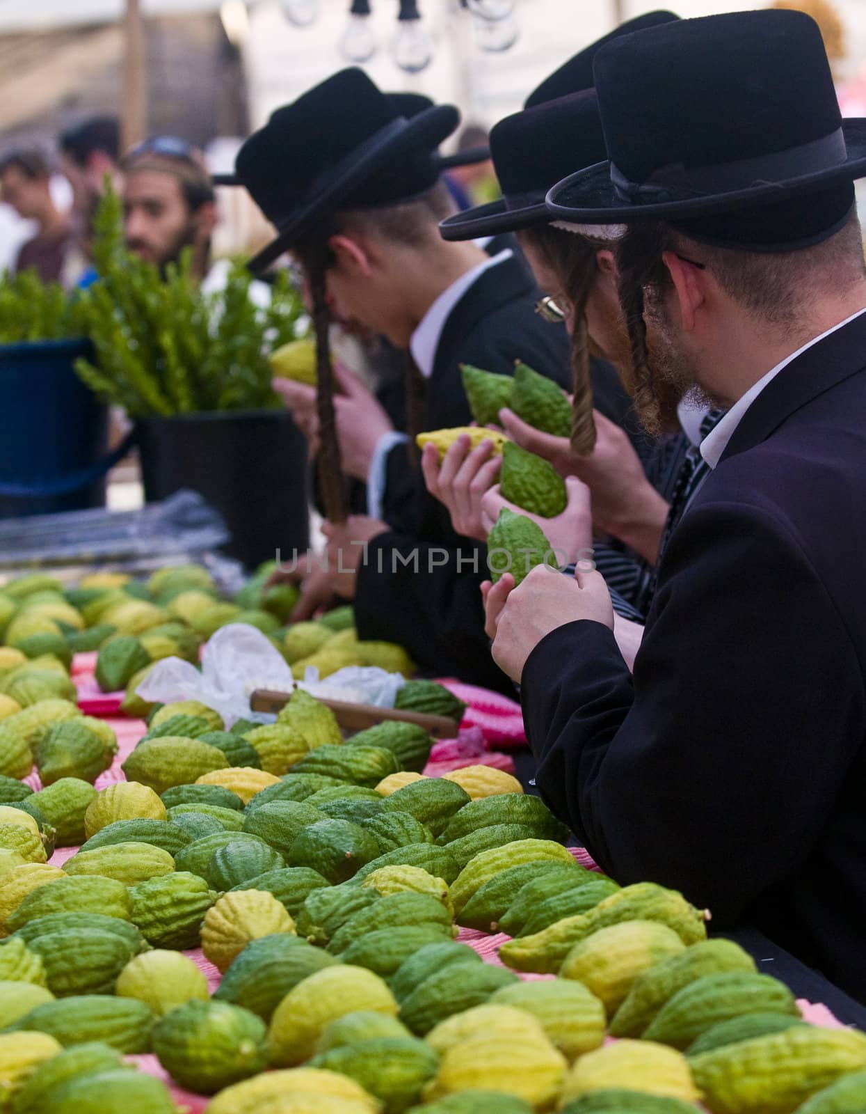 JERUSALEM - OCT 10 : An ultra-orthodox Jewish men inspects an "Etrog"   in the "Four spesies" market in Jerusalem Israel on October 10 2011 , Etrog is one of the "Four spesies"  used during the celebration of Sukot