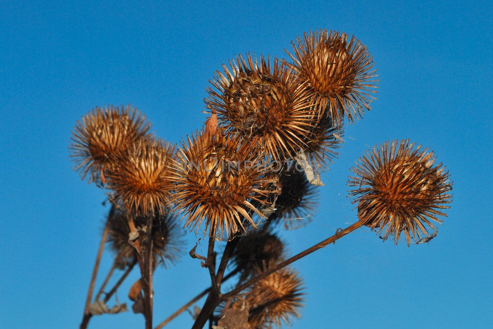 brown thistles with clear sky background