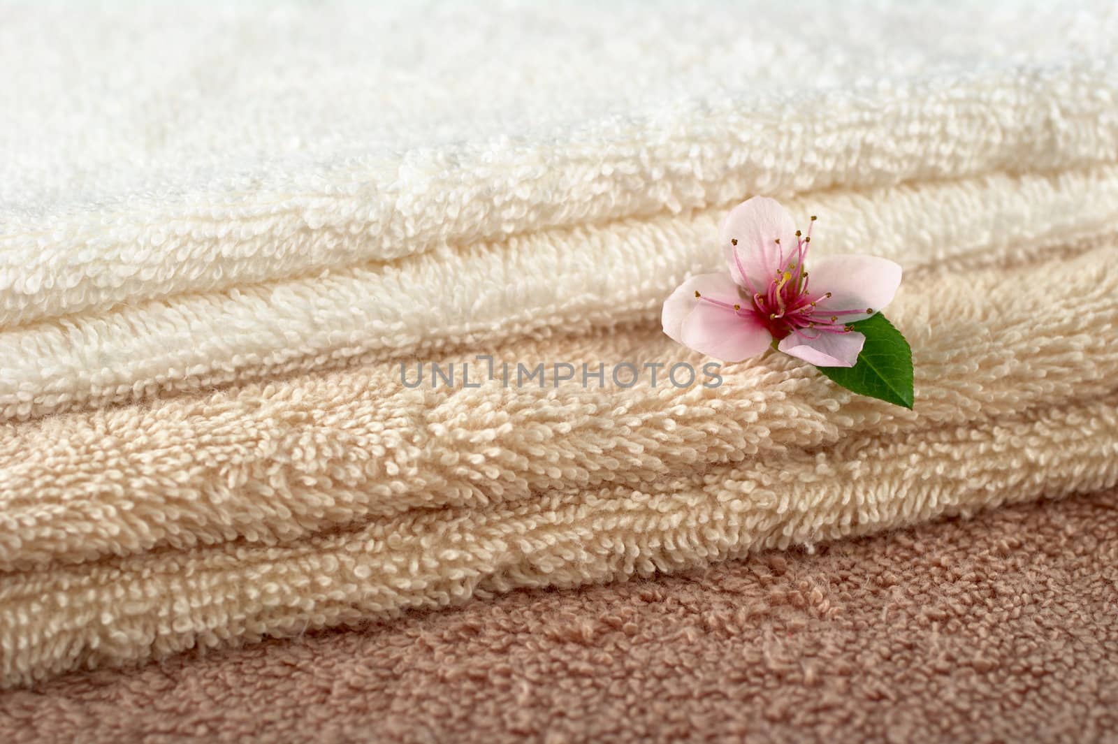 Peach blossom on white, beige and brown towels (Selective Focus, Focus on the blossom and parts of the towels)