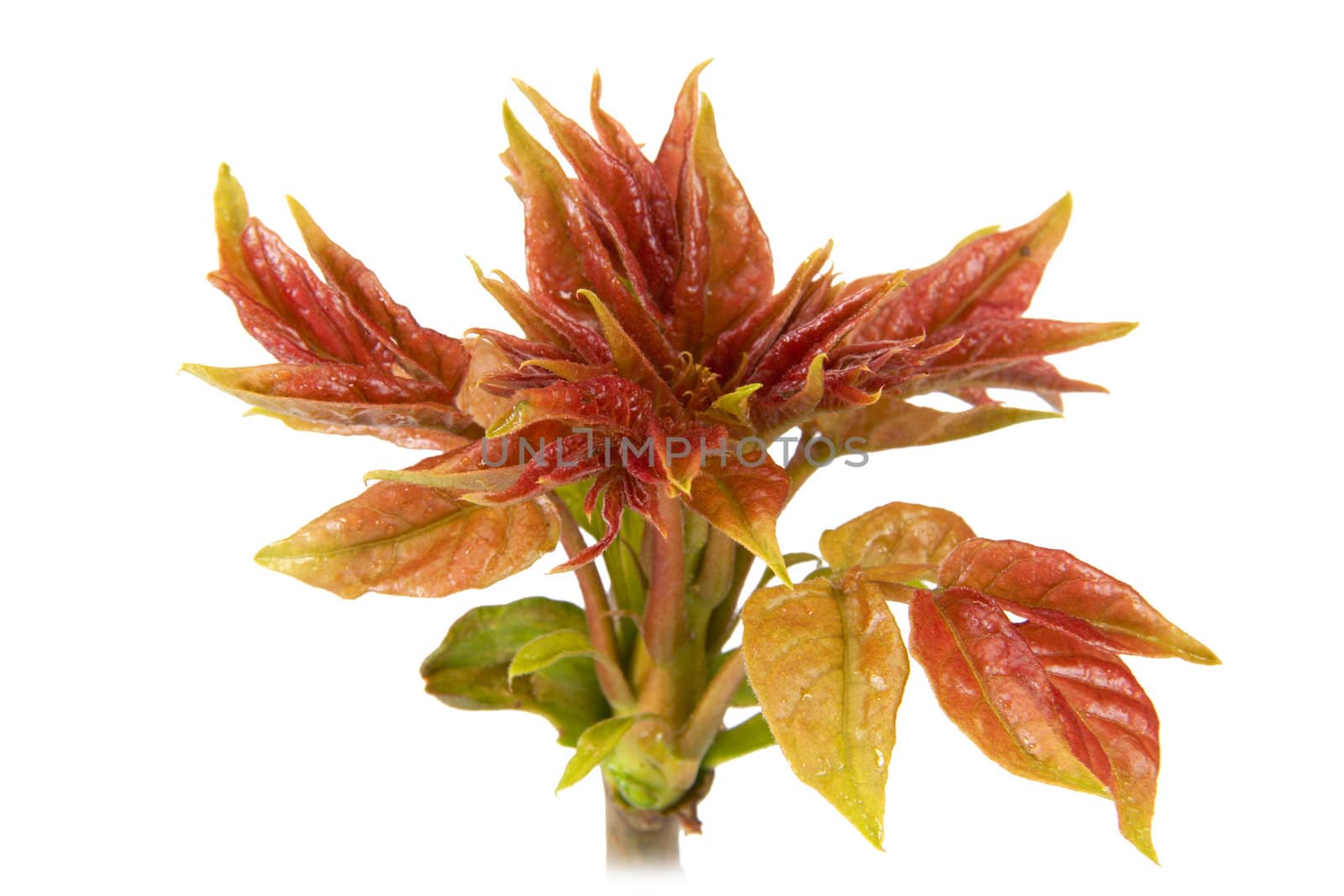 New leaves on the tree, isolated on a white background