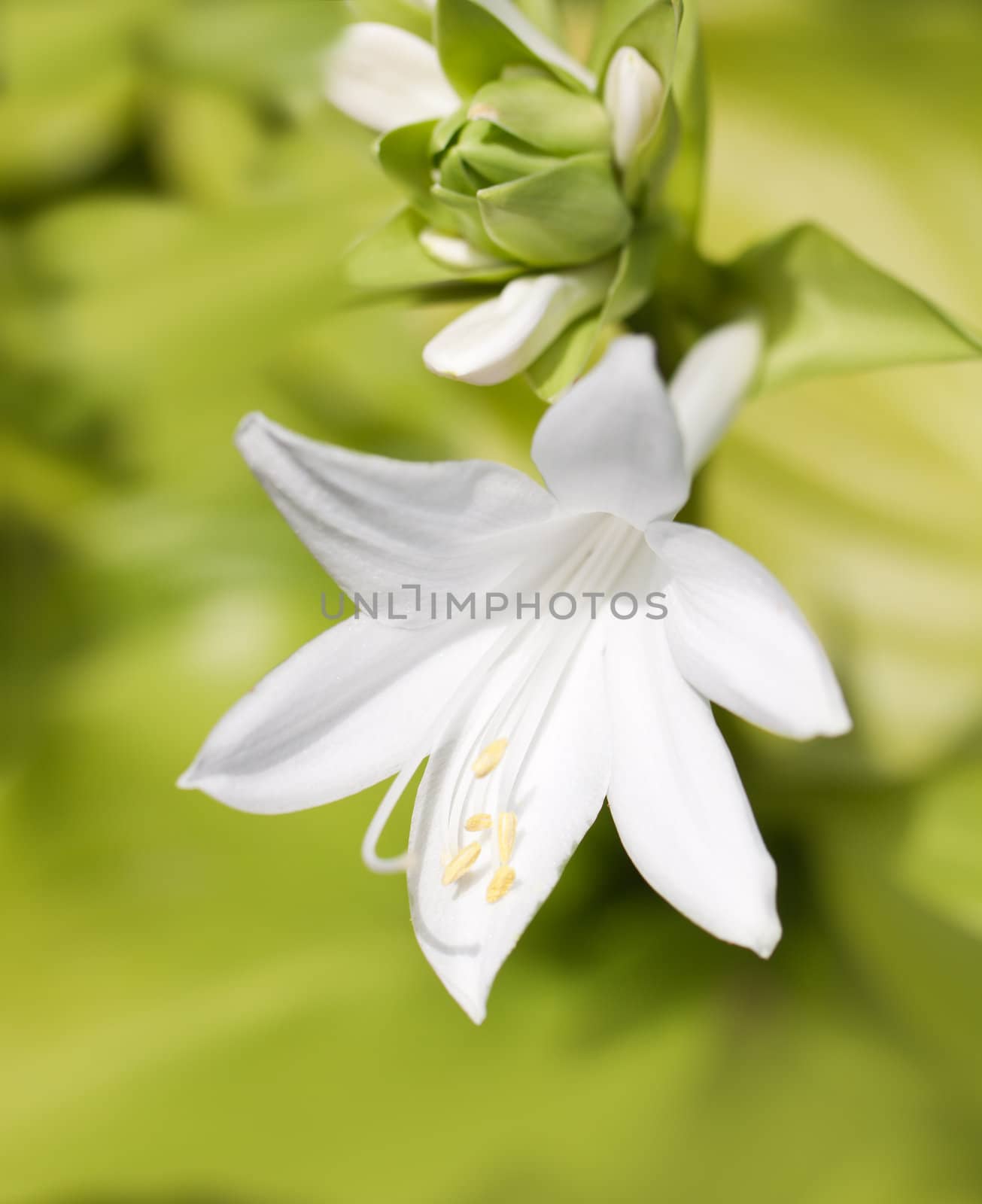 White lily on green background