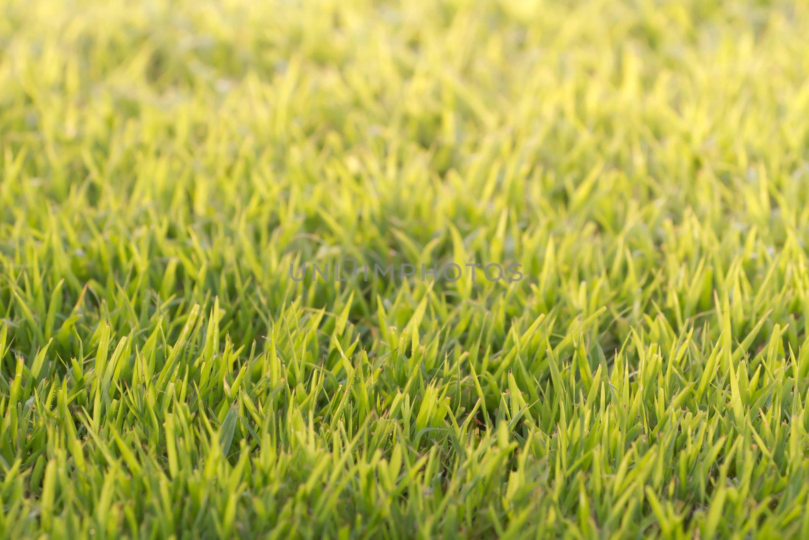 green grass background