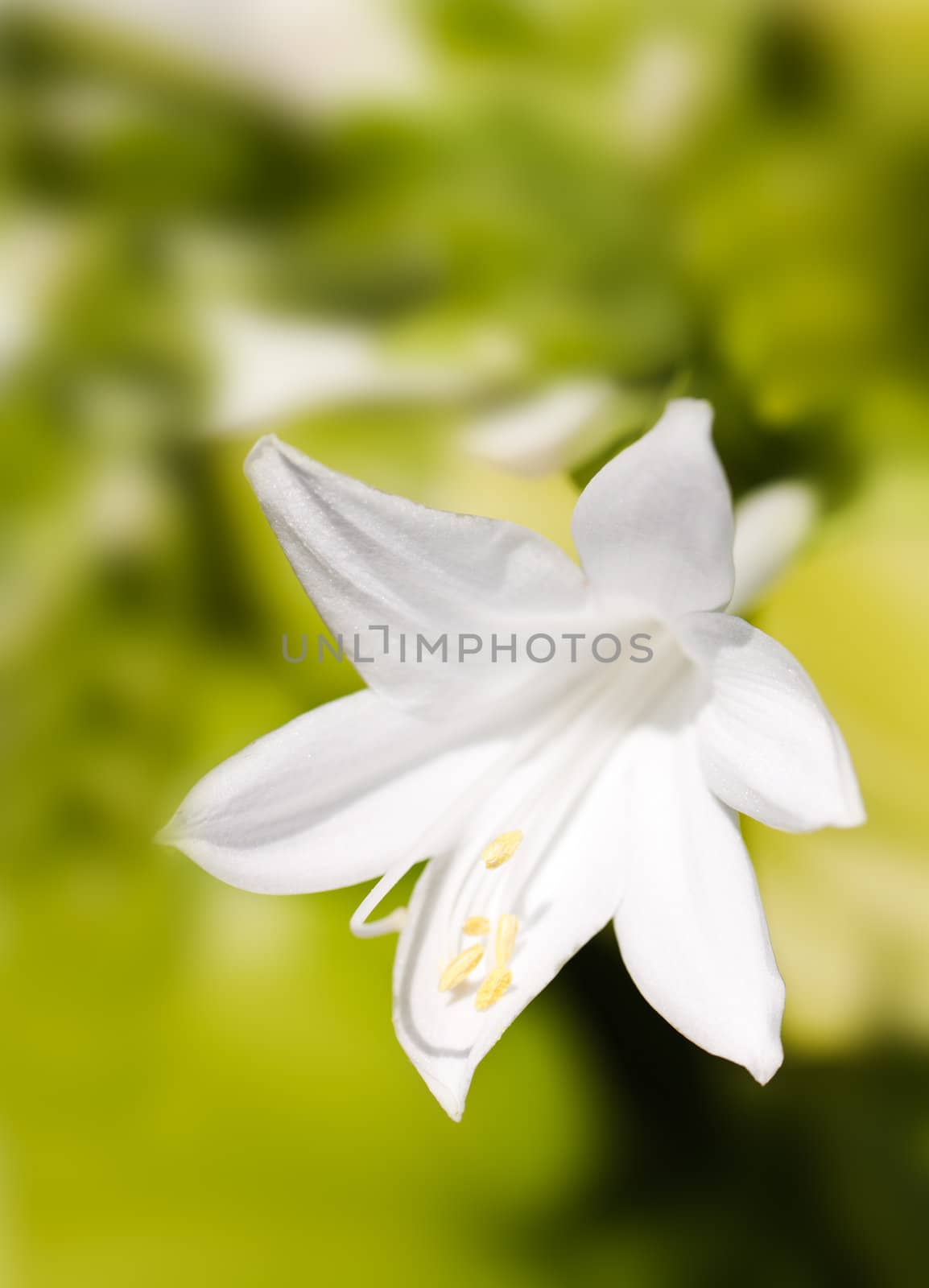 White lily by vtorous