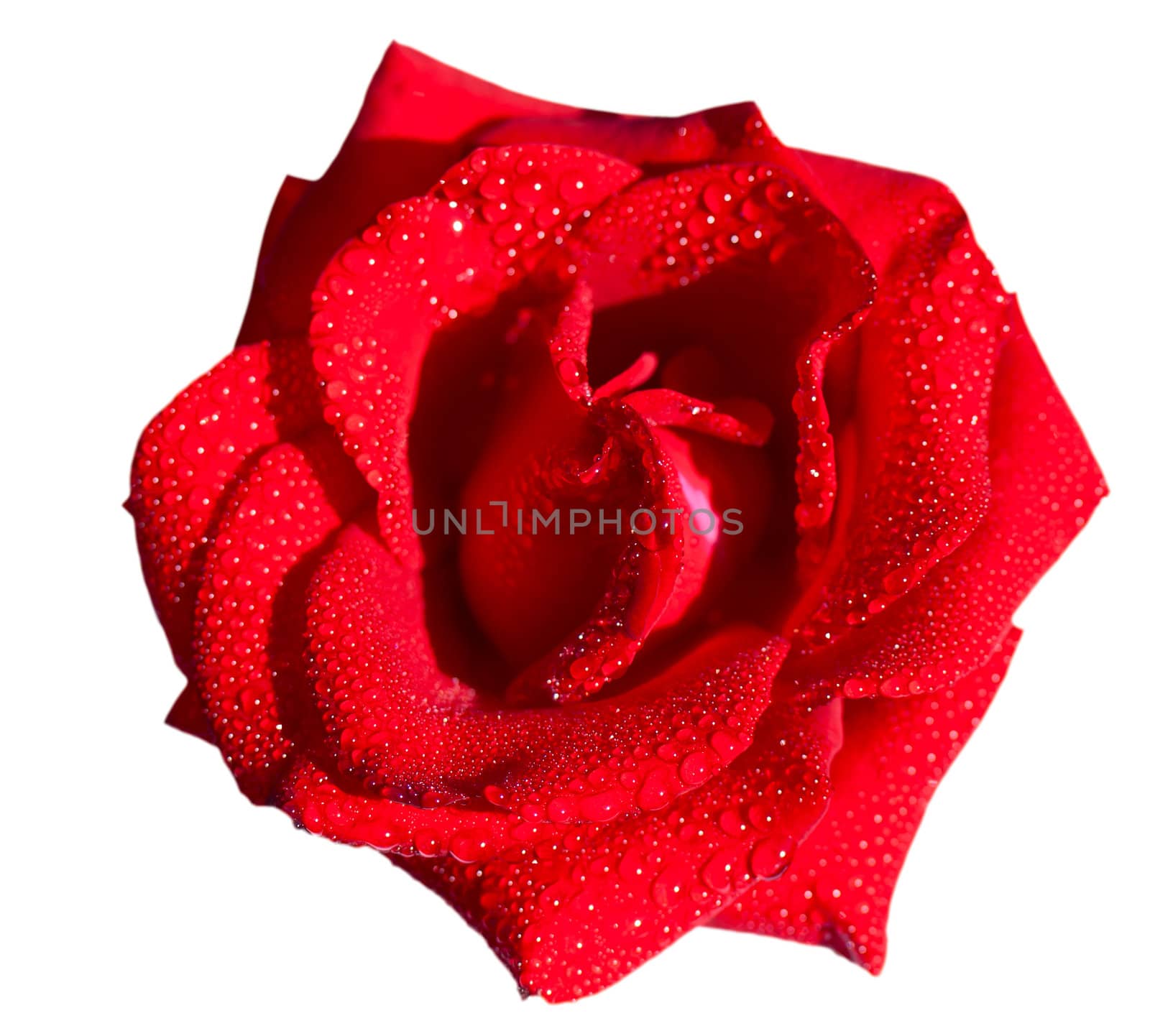 Red rose by vtorous