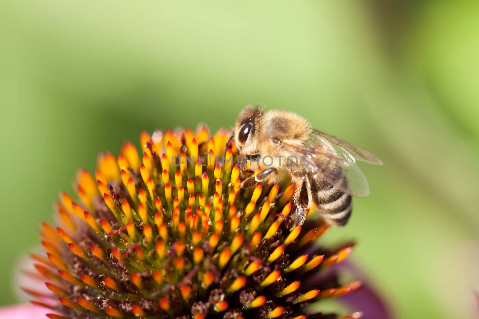 Echinacea flower and honey bee