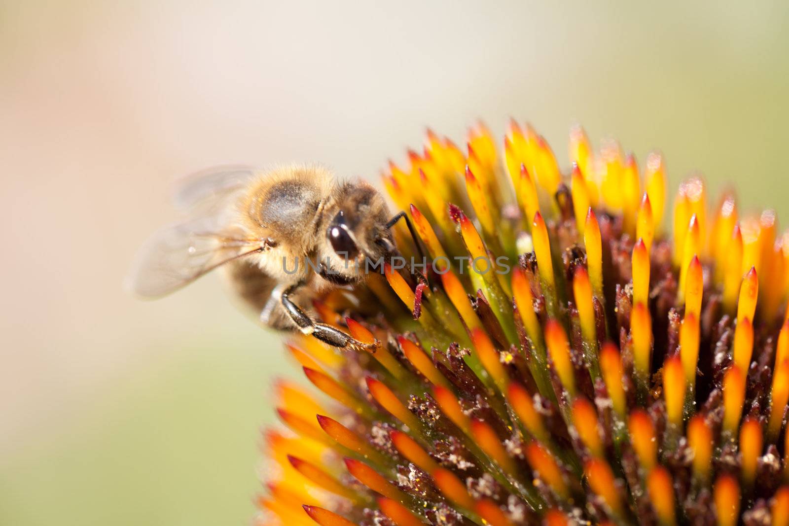 Echinacea flower and honey bee