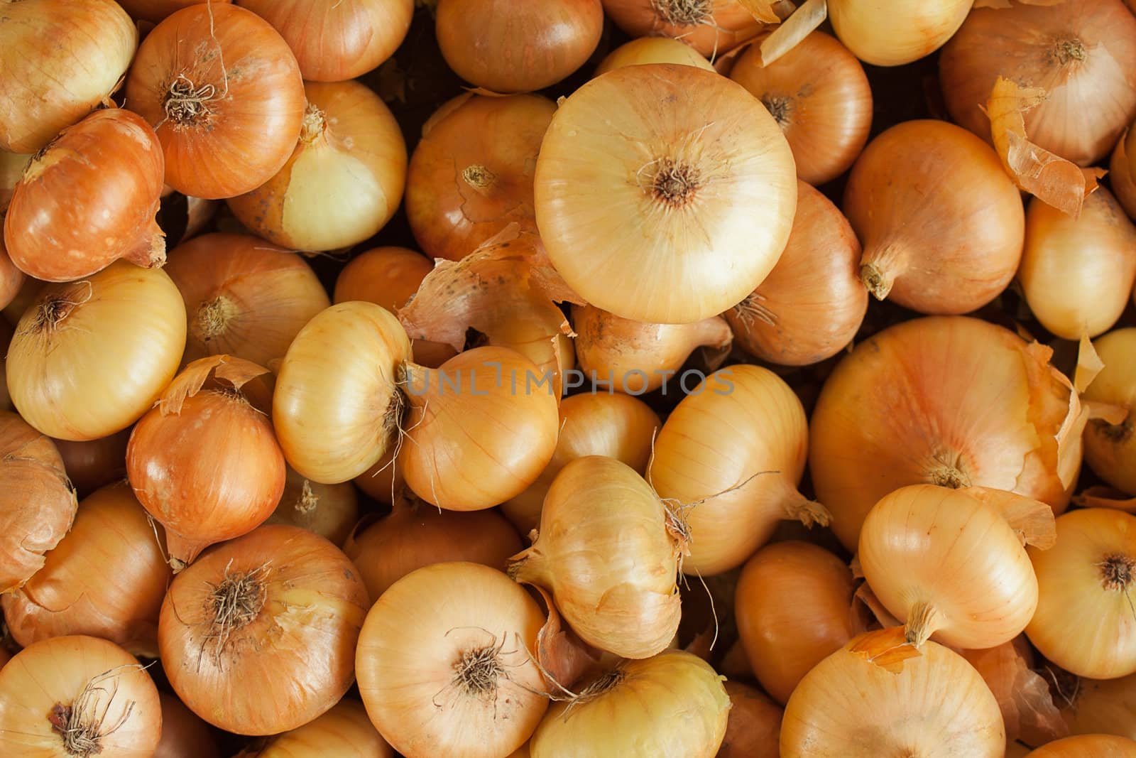 onion background close-up studio shot by vtorous