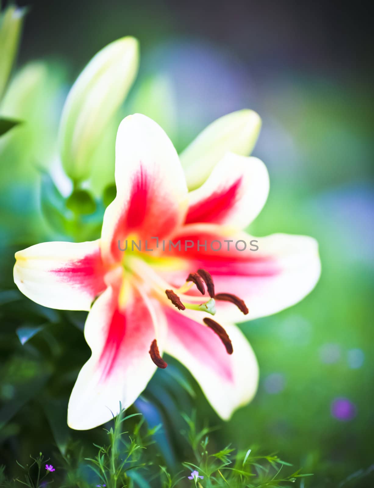Lily background by Suriyaphoto