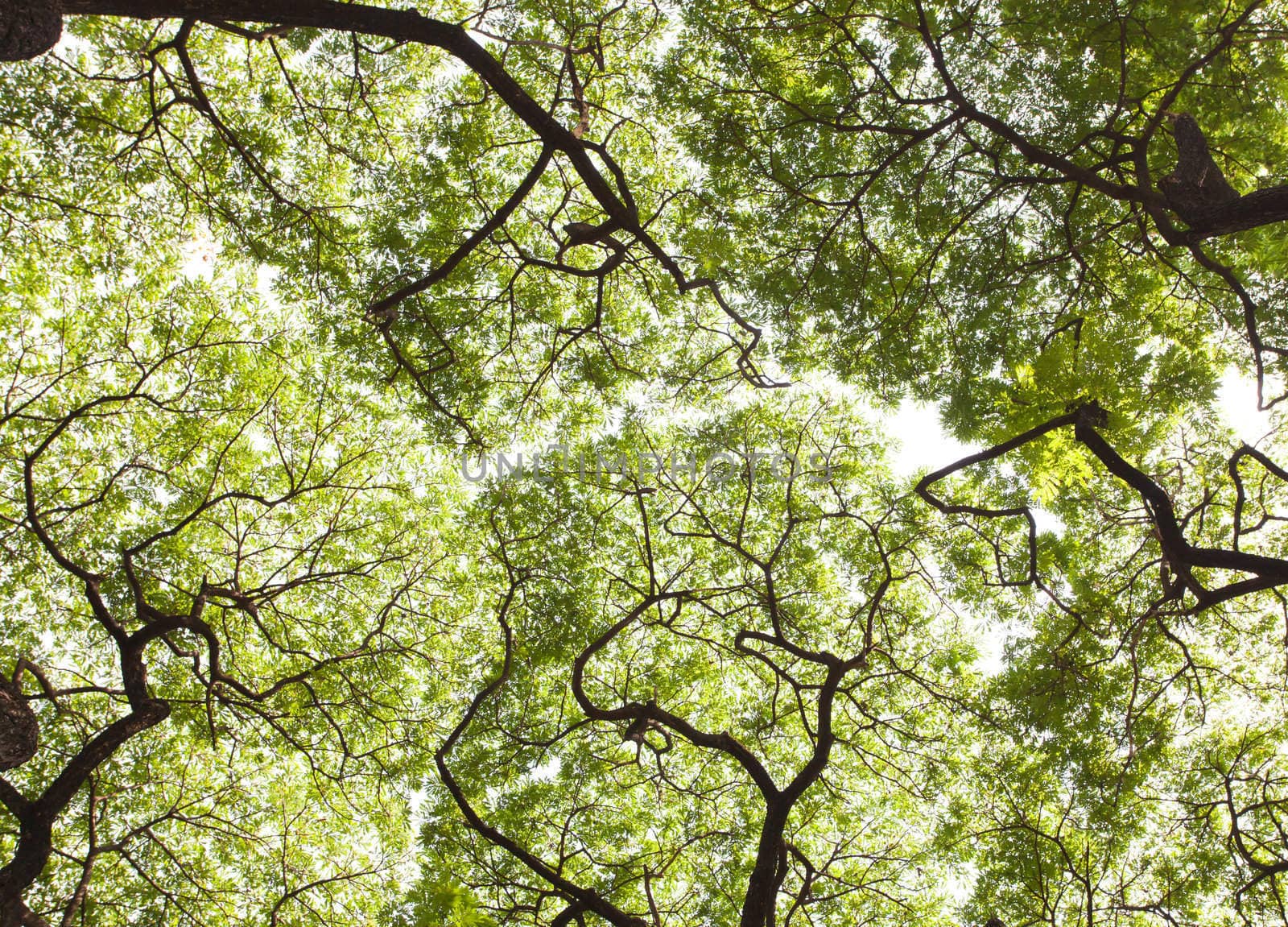 leaves with braches of trees by Suriyaphoto