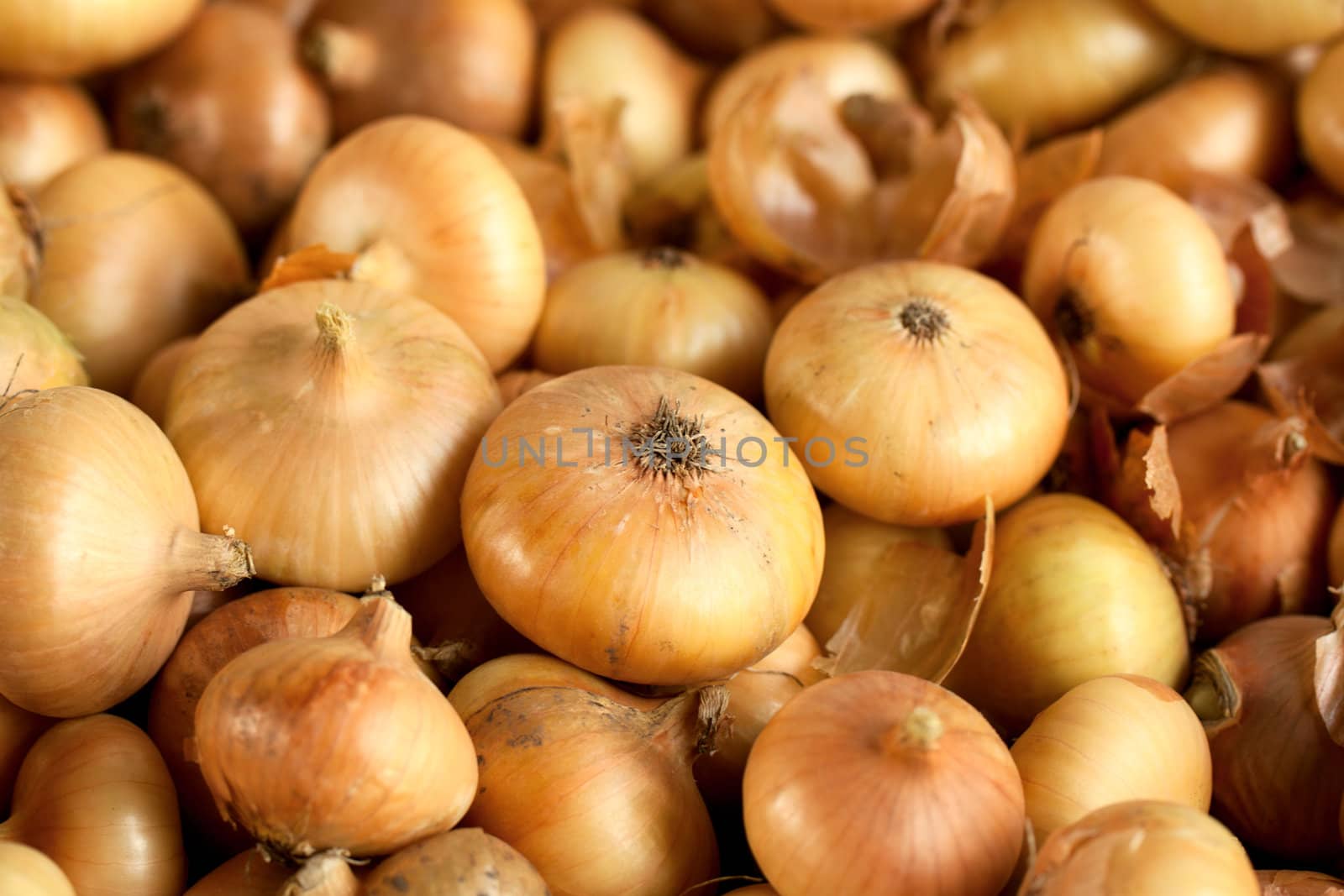 onion background close-up studio shot  by vtorous