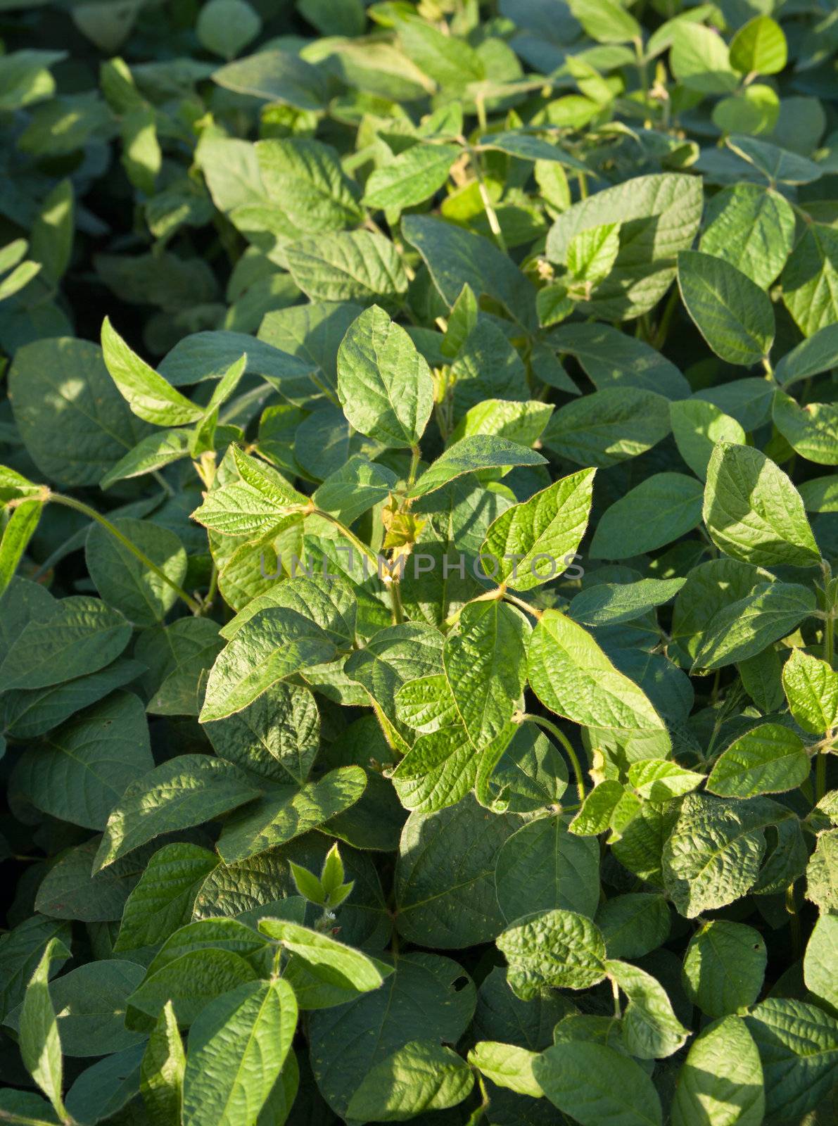 Detail of young green soya leaves. 