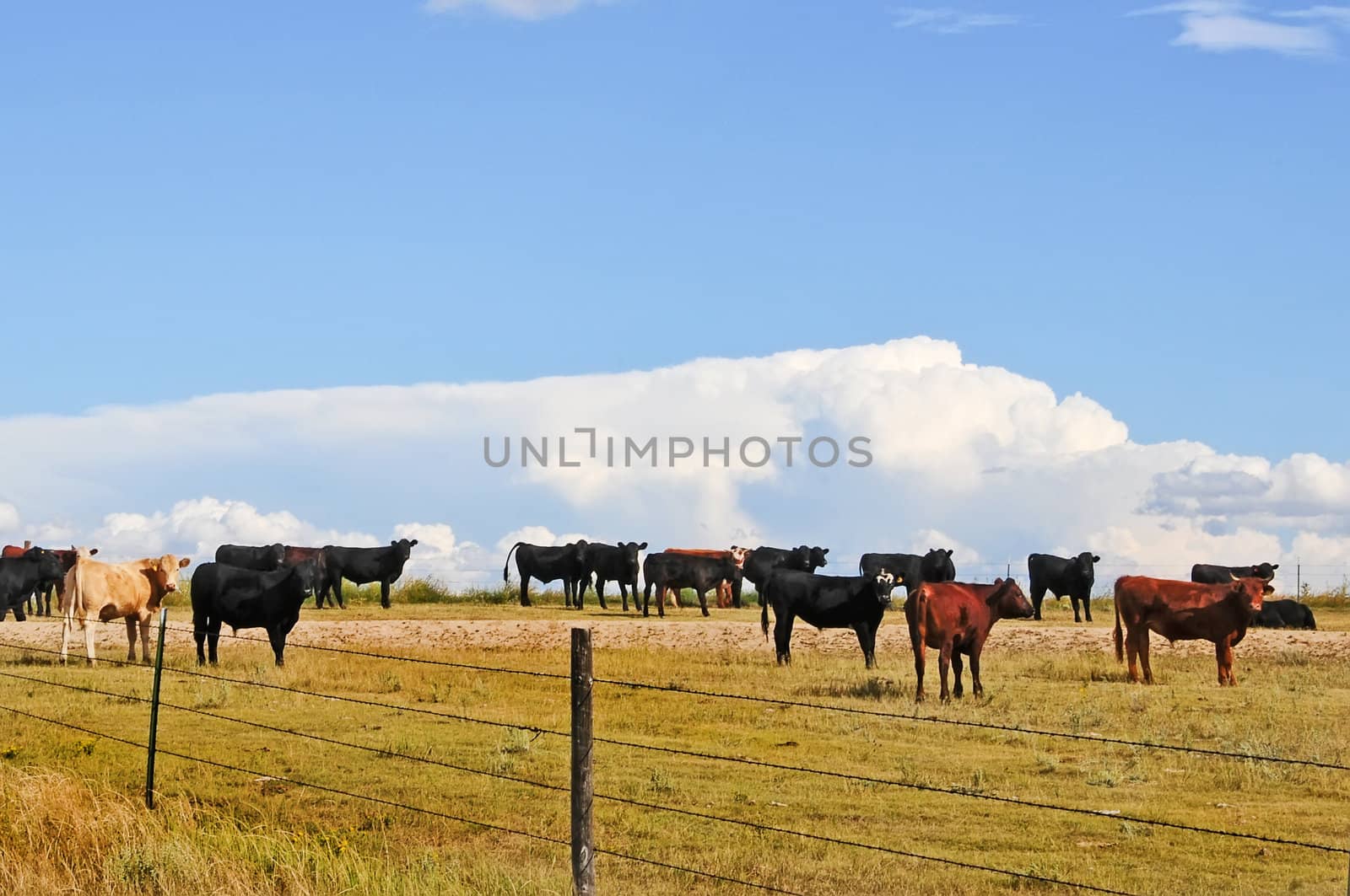 Young steers waiting to be shipped to a feed lot for fattening