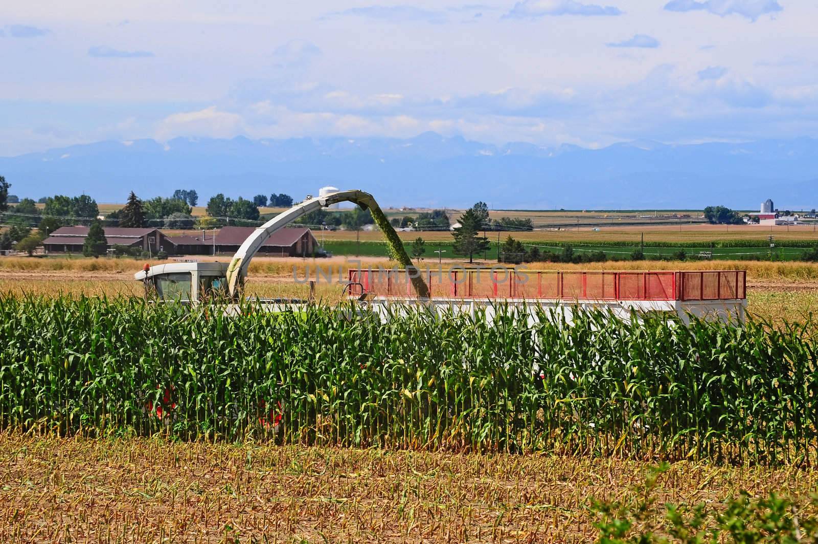 Almost done chopping a field of corn during harvest for cattle feed.