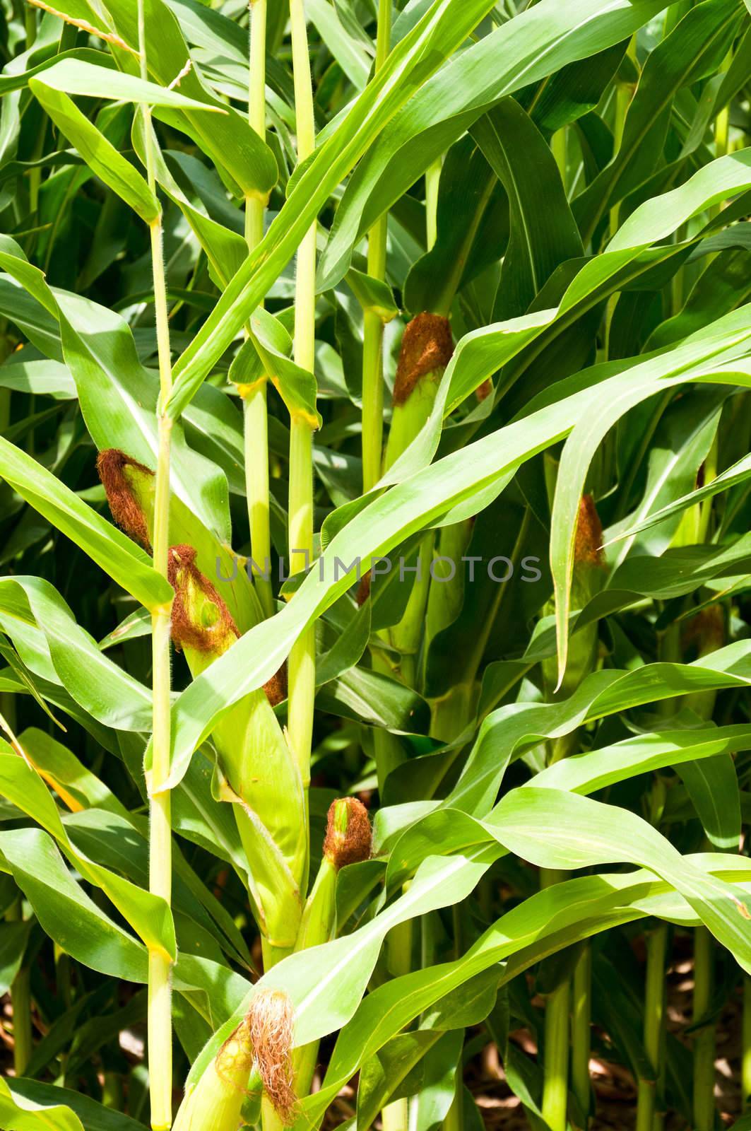 Close up view of young corncobs still on the stalks not yet ready for harvest