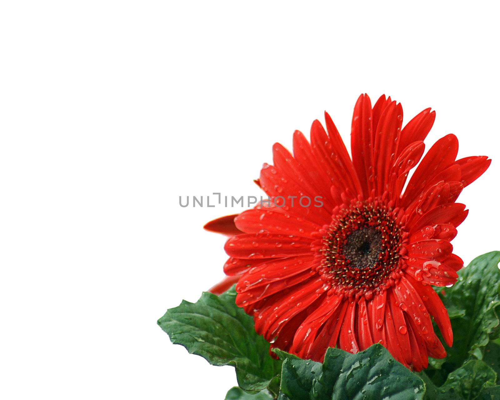 Red Gerbera Daisy isolated on white background with a clipping path.