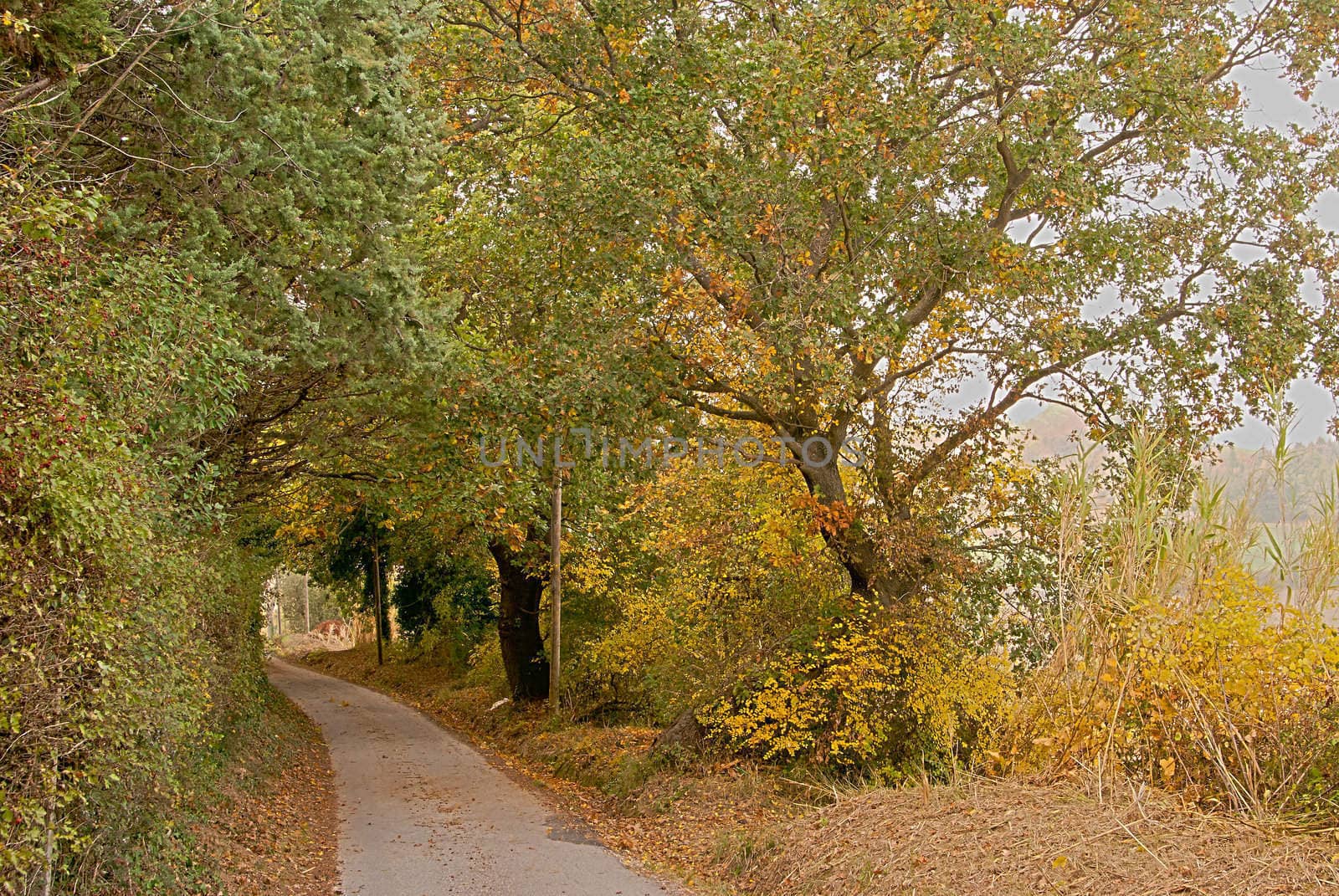 Golden trees surround the bend in the road in the autumn at midday
