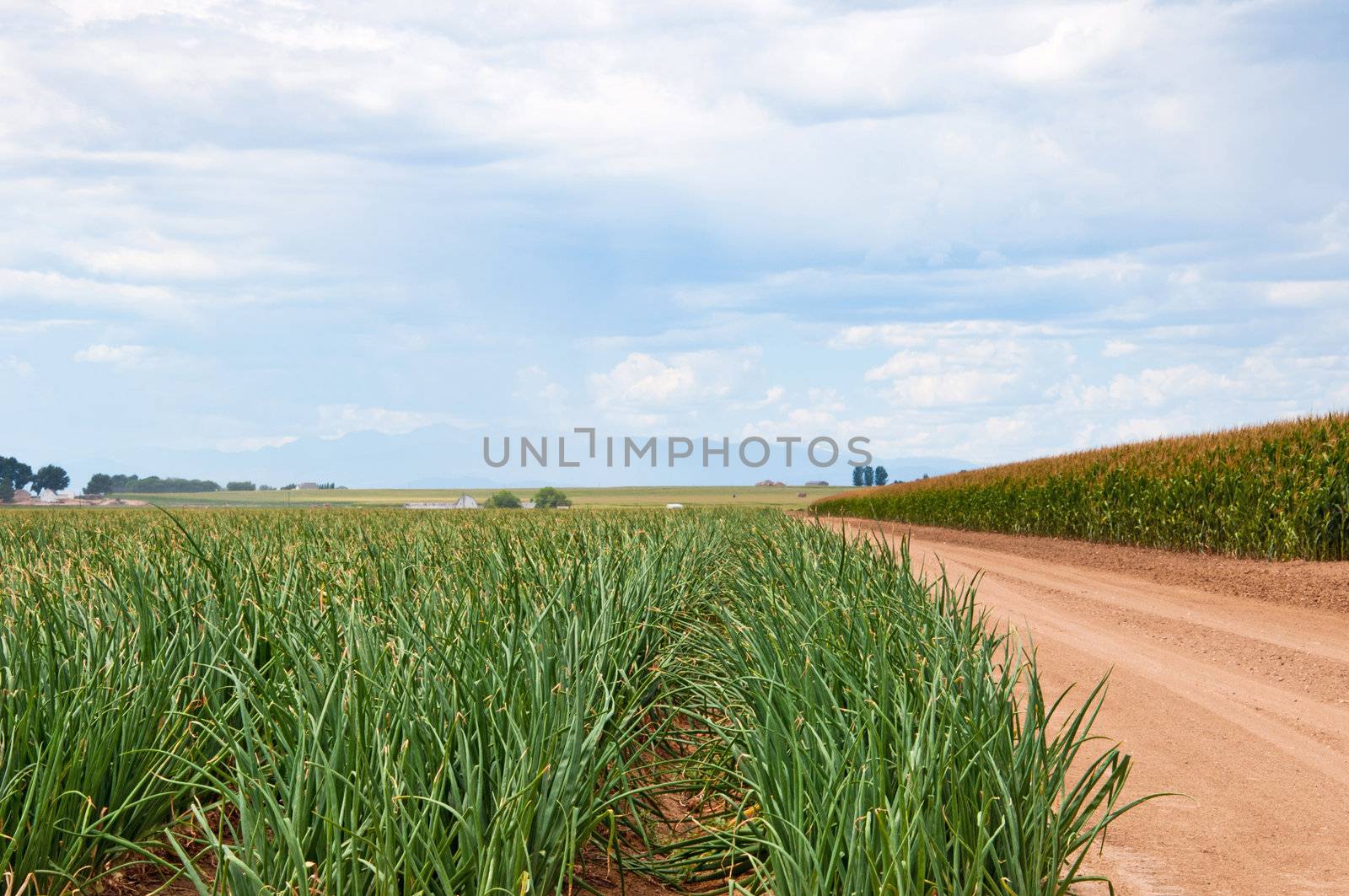 Rows of onions beside a mature cornfield in central Colorado, USA