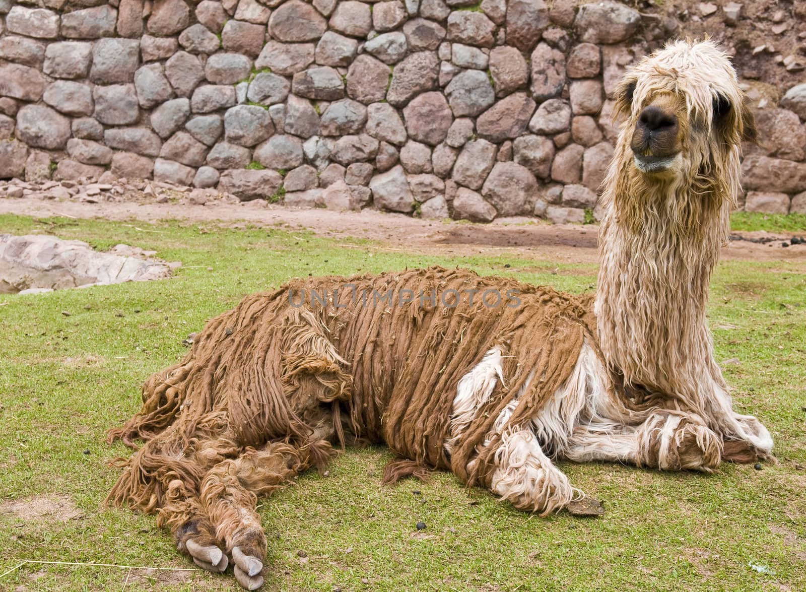 Close up of an alpaca seating