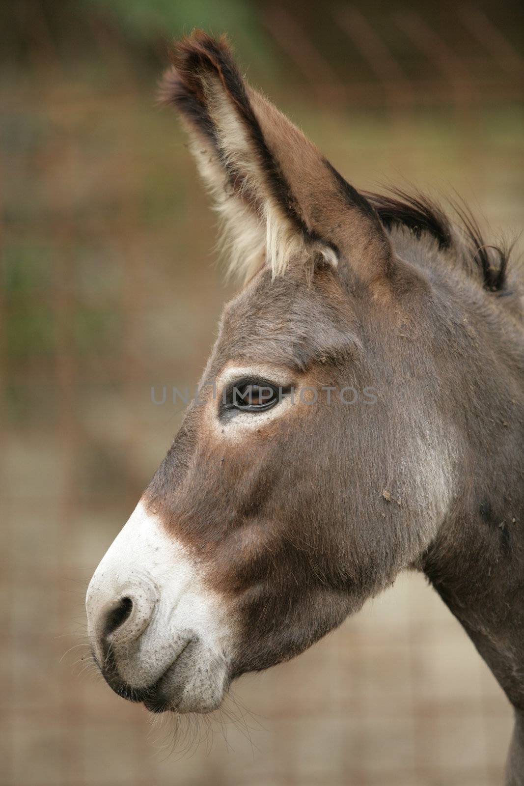 a close encounter with an ass donkey