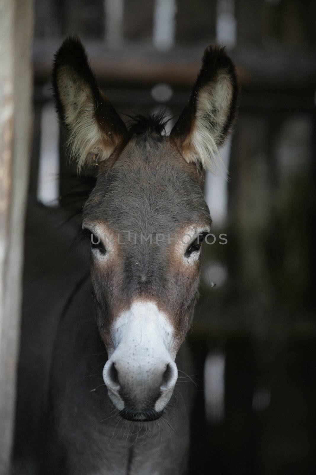 a close encounter with an ass donkey