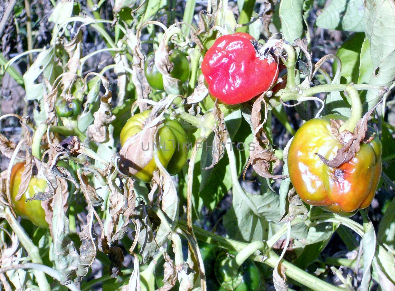 Peppers and tomatos not harvested before first frost.