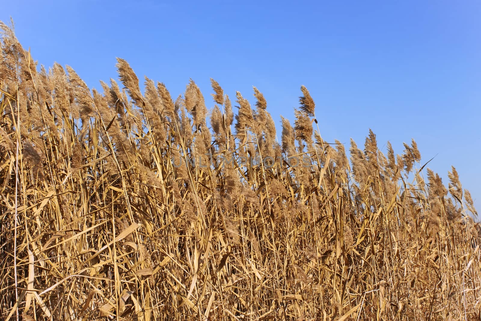 Tops of dried plant cane on the background of blue sky in autumn