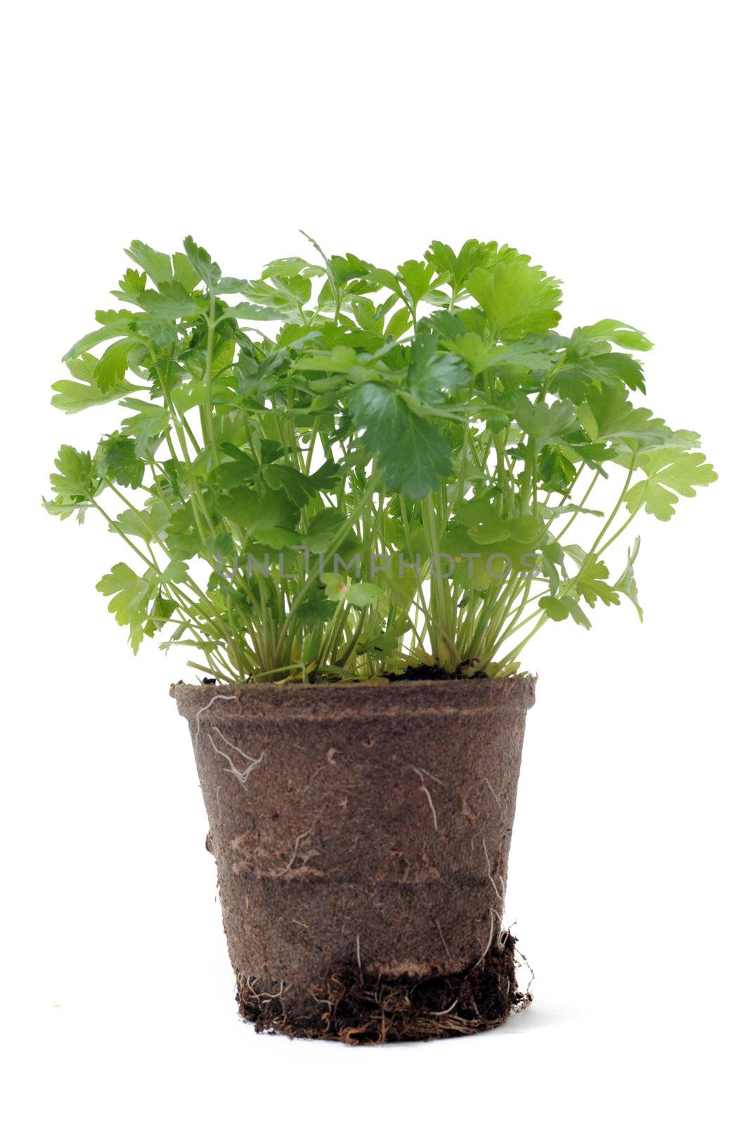 parsley in pot isolated by cynoclub