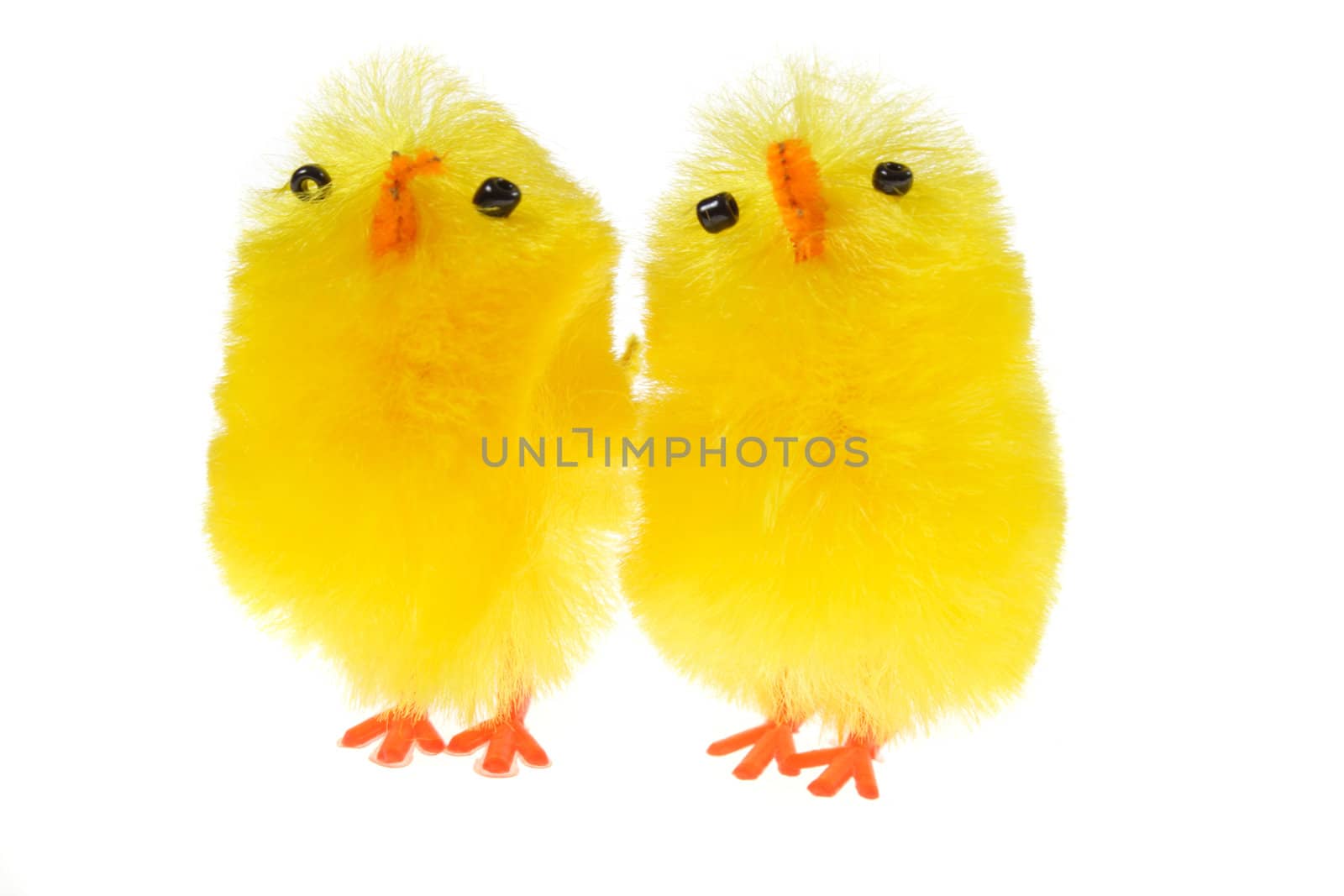 yellow chicklings photo on the white background