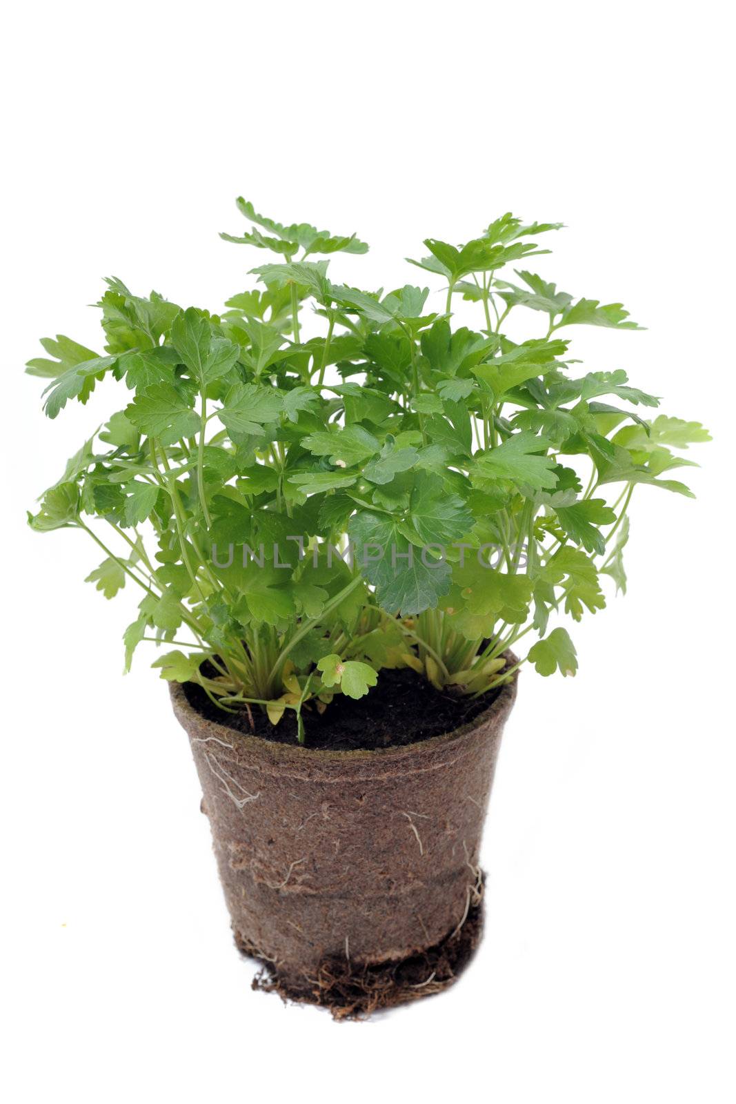 parsley in pot isolated by cynoclub