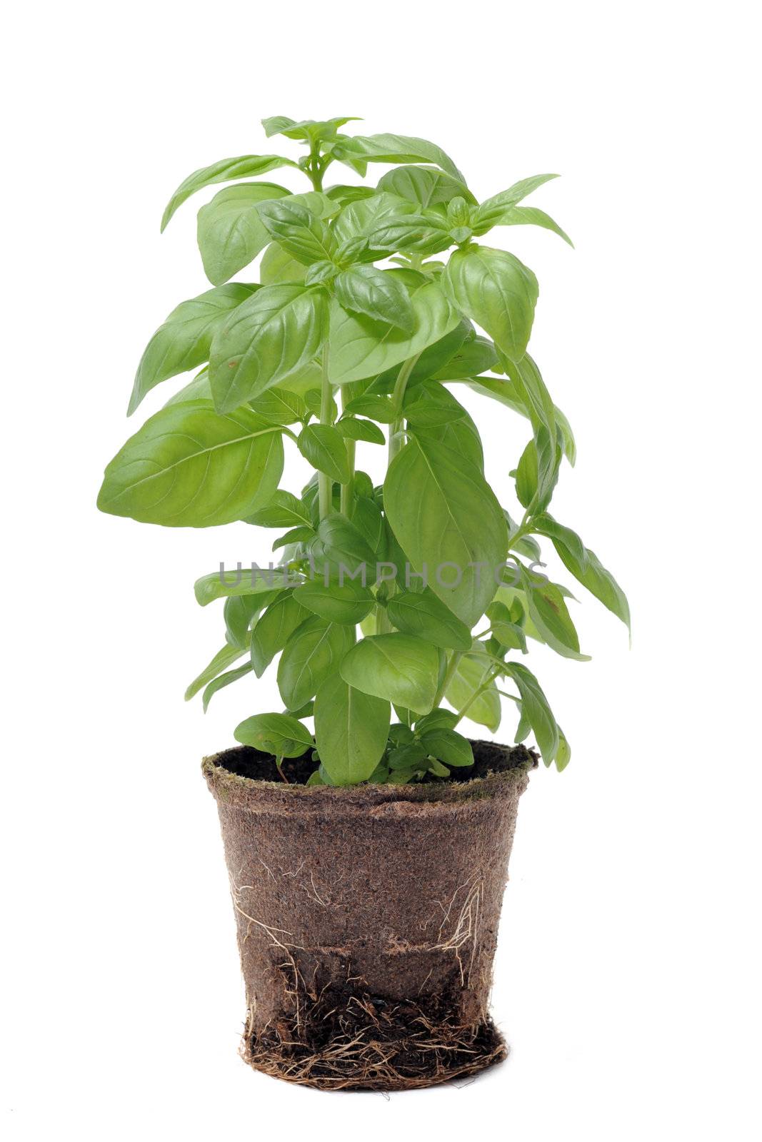 basil in pot isolated by cynoclub