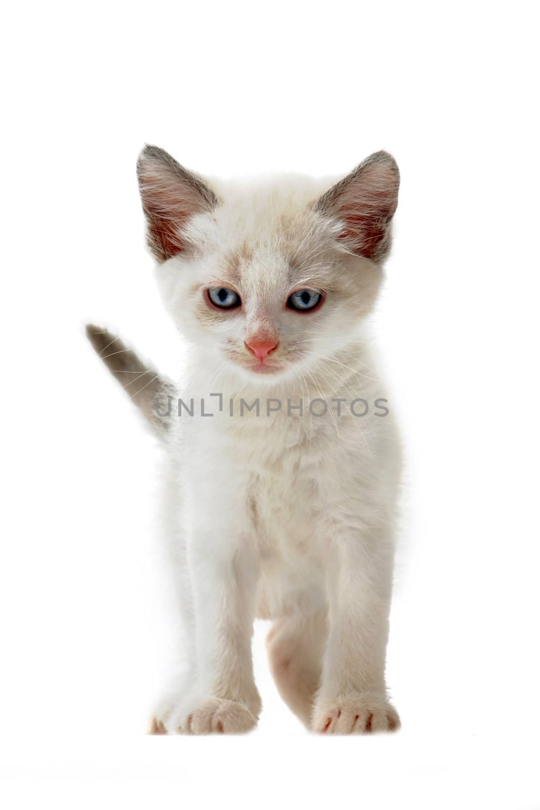 young siamese, kitten in front of white background