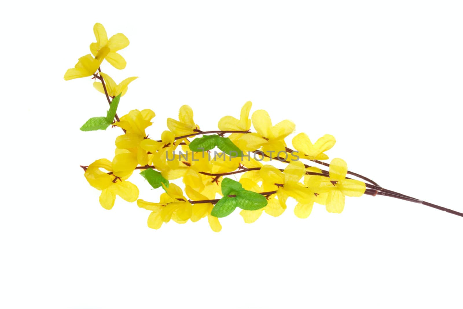 Forsythia flowers, photo on the white background