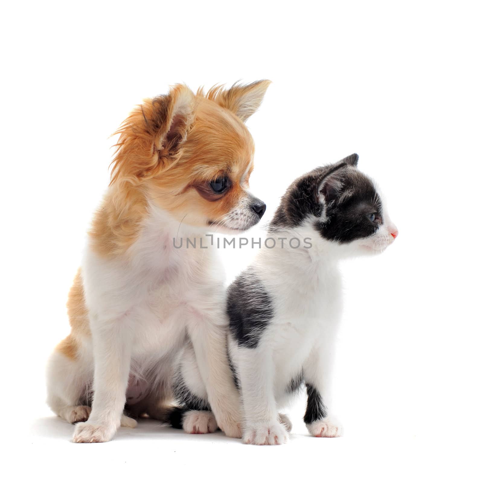 portrait of a cute purebred  puppy chihuahua with black and white kitten in front of white background