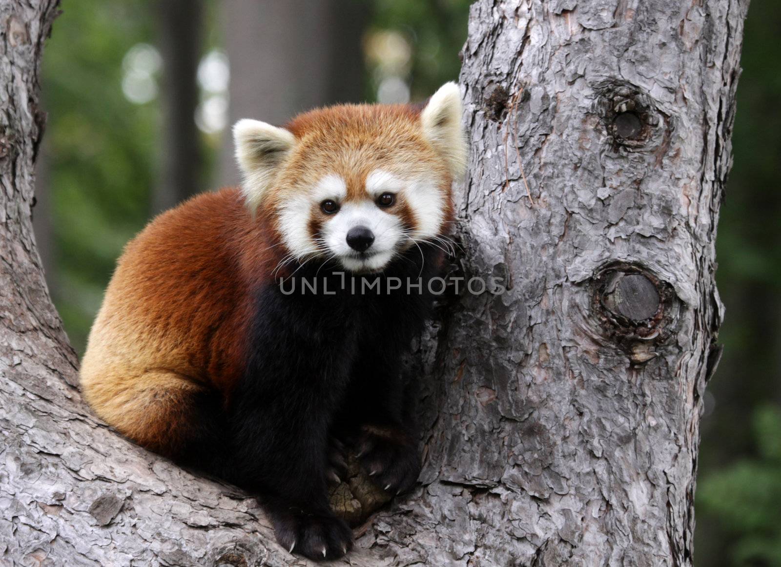 Red Panda by ca2hill