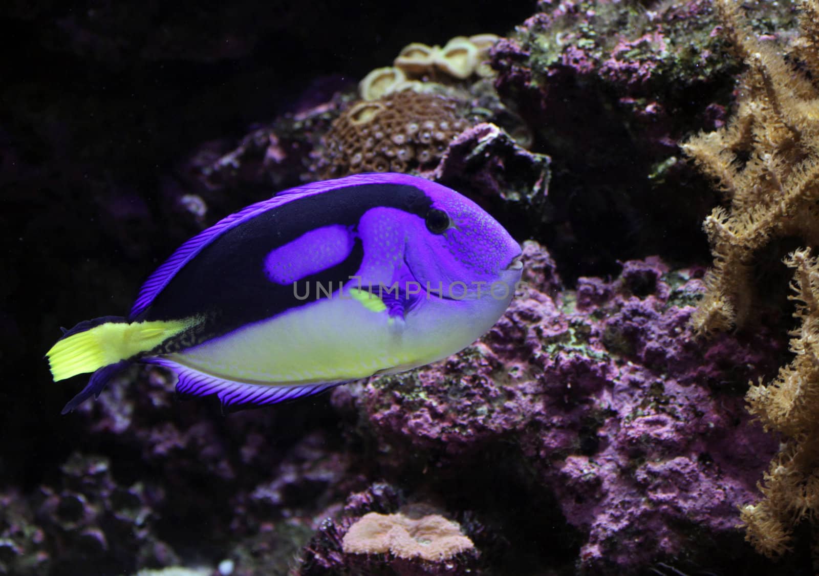 A Regal Tang ( Paracanthurus hepatus ) swimming, near some coral.