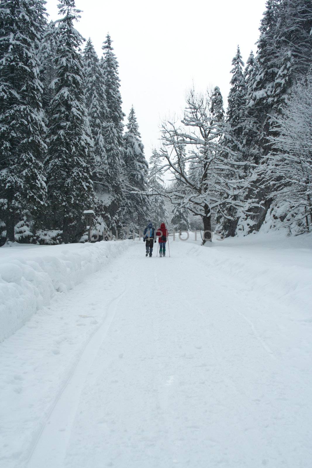 winter path through forest by aguirre_mar