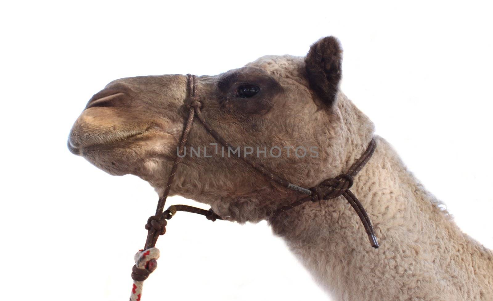 Shot of a light brown single hump camel