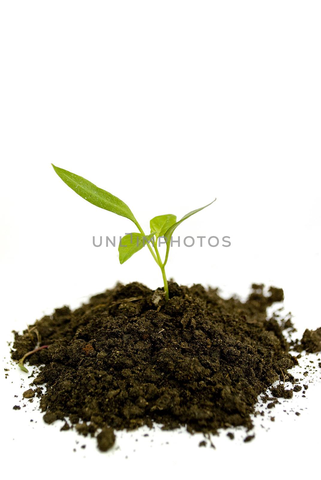 growing new green plant isolated on white background