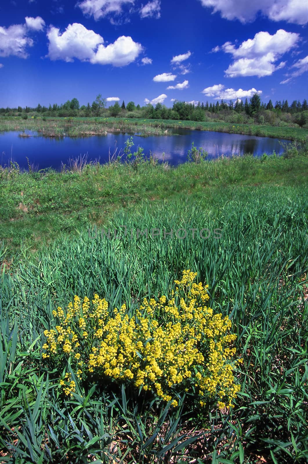 Wetland at Sturgeon River Wildlife Area of Michigan.