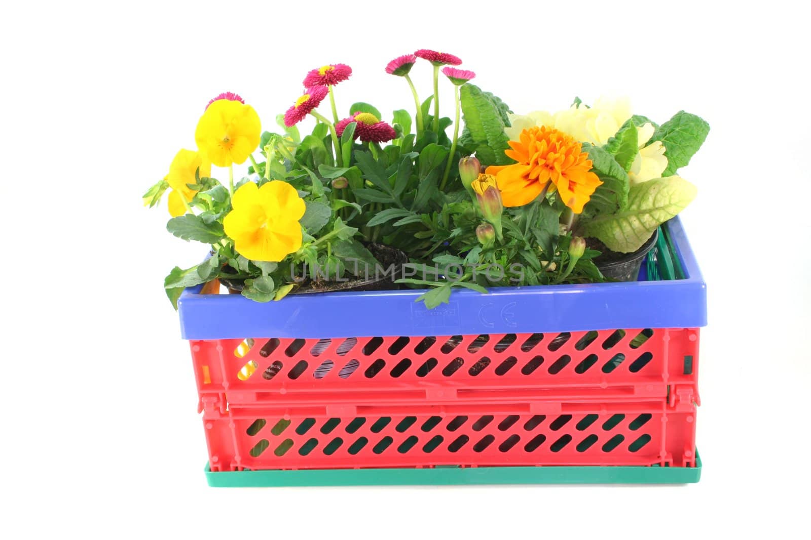 Balcony plants in a folding box by discovery