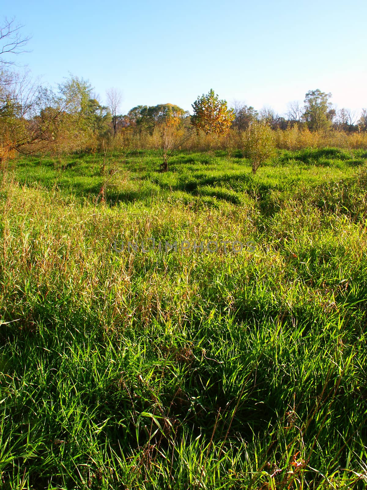 Sunlit prairie scene from the midwestern United States.