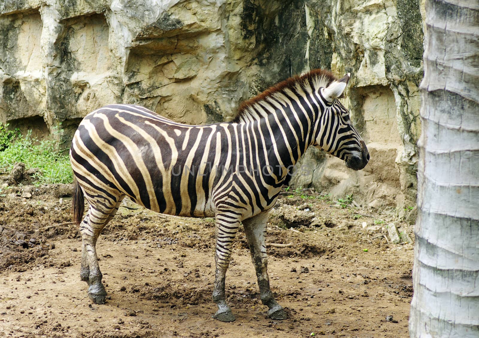 a zebra in thailand zoo